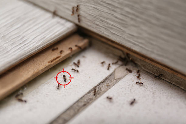 Best Insect Control  in Port Orchard, WA