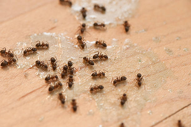 Best Ant Control Services  in Port Orchard, WA